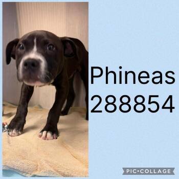 Phineas -  Mixed Breed Dog for Adoption - Phineas | PetCurious