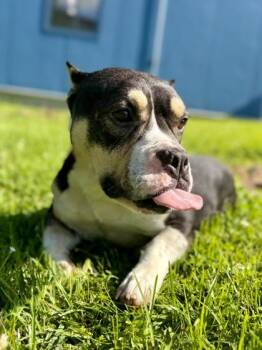 Fox Terrier and Mixed Breed Dogs Available for Adoption in New Orleans, Louisiana - Ricky Bobby | PetCurious