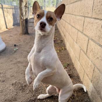 Birdie -  Jack Russell Terrier and Rat Terrier Dog for Adoption in Mountain Center, California - Birdie | PetCurious