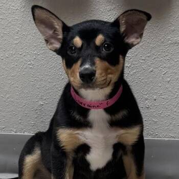 Lorraine -  Shepherd and Husky Dog Available for Adoption in West Des Moines, Iowa - Lorraine | PetCurious