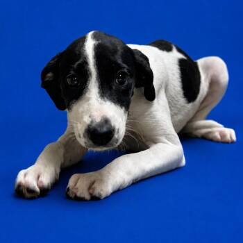 Demi -  Labrador Retriever and Border Collie Dog for Adoption in Riverside, California - Demi | PetCurious