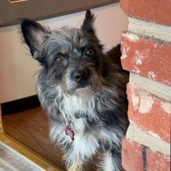 Rescue Terrier Dogs for Adoption in Tulsa, Oklahoma - Bellah | PetCurious