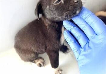 A659232 -  Labrador Retriever Dog for Adoption in Houston, Texas - A659232 | PetCurious