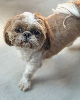 Mandy -  Shih Tzu Dog for Adoption in Sequim, Washington - Mandy | PetCurious