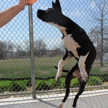 Great Dane and Pit Bull Terrier Dogs Available for Adoption - Salem | PetCurious