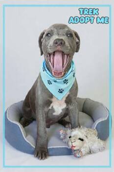Trek -  American Staffordshire Terrier and Pit Bull Terrier Dog for Adoption in Grove, Oklahoma - Trek | PetCurious