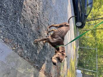 Cane Corso and Mixed Breed Dogs Available for Adoption in Elizabethtown, North Carolina - Sara | PetCurious