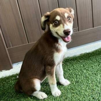 Husky and Mixed Breed Dogs Available for Adoption in Bradenton, Florida - Butterfly | PetCurious