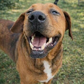 Dozer -  Hound Dog for Adoption - Dozer | PetCurious
