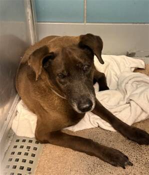 Labrador Retriever Dogs Available for Adoption in Houston, Texas - JEREMY | PetCurious