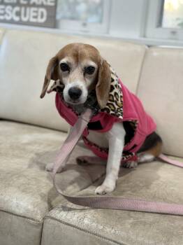 Rescue Beagle Dogs for Adoption in Mahwah, New Jersey - Grandmama | PetCurious