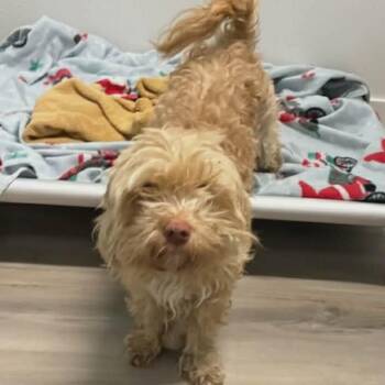 Cockapoo Dogs Available for Adoption - Zaccai | PetCurious