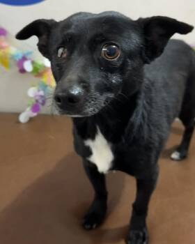 Chihuahua Dogs Available for Adoption - Remi | PetCurious