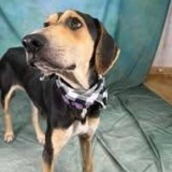 Beth -  Hound Dog for Adoption in Defuniak Springs, Florida - Beth | PetCurious