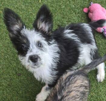 Australian Shepherd Dogs Available for Adoption in Carrollton, Texas - Nyx | PetCurious