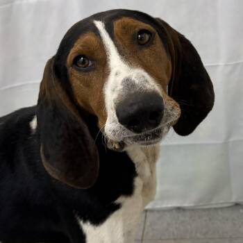 Treeing Walker Coonhound Dogs Available for Adoption - Bronco | PetCurious