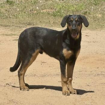 Herman -  Doberman Pinscher and Mixed Breed Dog for Adoption in Blairstown, New Jersey - Herman | PetCurious