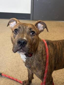 Pit Bull Terrier Dogs Available for Adoption in Cleveland, Ohio - Capri | PetCurious