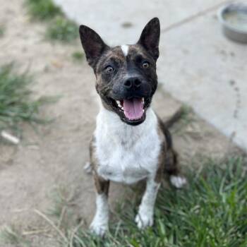 Rescue Staffordshire Bull Terrier and Australian Cattle Dog Blue Heeler Dogs for Adoption in Modesto, California - ISAMU | PetCurious