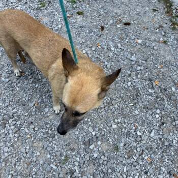 Rio -  Shepherd Dog for Adoption in Princeton, Kentucky - Rio | PetCurious