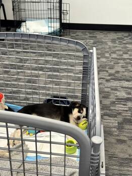 Australian Shepherd and Mixed Breed Dogs Available for Adoption - Chester | PetCurious