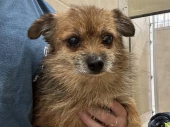 Chihuahua and Mixed Breed Dogs Available for Adoption in Pueblo, Colorado - SAMMY | PetCurious