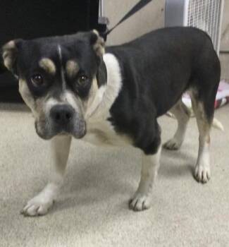 Rescue Pit Bull Terrier and Mixed Breed Dogs for Adoption in Riverside, California - SWEETIE | PetCurious