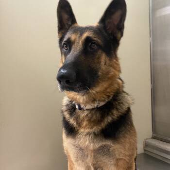Rescue German Shepherd Dog Dogs for Adoption in Palm Springs, California - Buddy | PetCurious