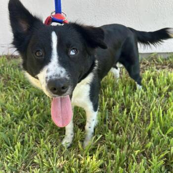 Rescue Border Collie Dogs for Adoption in Harlingen, Texas - Zipper | PetCurious