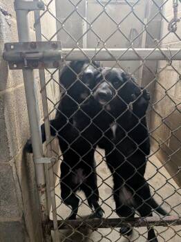 Goldendoodle and Border Collie Dogs Available for Adoption - 3 Golden Doodle Mix Puppies | PetCurious