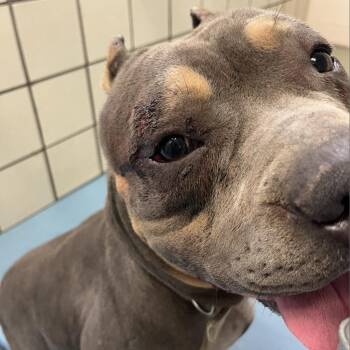 Ali -  American Bulldog Dog Available for Adoption in Lufkin, Texas - Ali | PetCurious