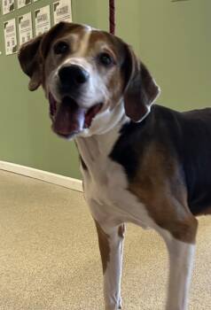 Rescue Bluetick Coonhound and Treeing Walker Coonhound Dogs for Adoption in Harbor Springs, Michigan - Buckshot | PetCurious
