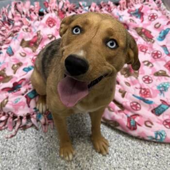 Indie -  Catahoula Leopard Dog and Mixed Breed Dog for Adoption in Murray, Utah - Indie | PetCurious