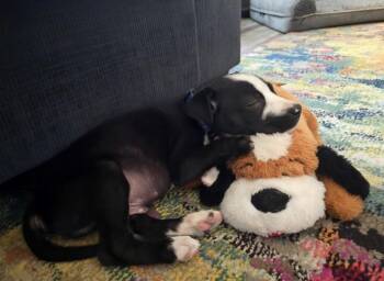 Smurf -  Pit Bull Terrier Dog for Adoption in Lafayette, Colorado - Smurf | PetCurious