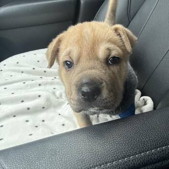 Shar Pei and Mixed Breed Dogs Available for Adoption - Sharpie | PetCurious