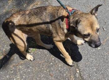 Ic-5 -  Shepherd Dog for Adoption in Lawrenceville, Georgia - Ic-5 | PetCurious