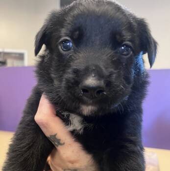 Rescue Mixed Breed Dogs for Adoption in Milpitas, California - Dusty | PetCurious