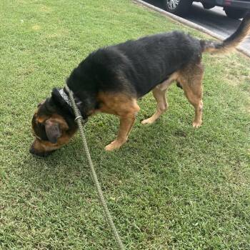 Hercules -  Mixed Breed Dog for Adoption in Chattanooga, Tennessee - Hercules | PetCurious
