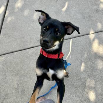 Mitzi -  Chihuahua and Dachshund Dog for Adoption in Plainfield, Illinois - Mitzi | PetCurious