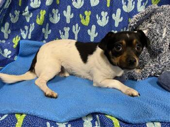 Chihuahua and Mixed Breed Dogs Available for Adoption - PANCHO | PetCurious