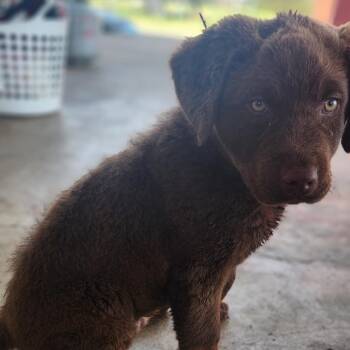 Chesapeake Bay Retriever Dogs Available for Adoption - RC | PetCurious