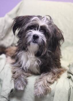 Zorro in NH. Come Meet our Adoptable Dogs Wednesday-Saturday. Mo -  Shih Tzu Dog for Adoption in Manchester, New Hampshire - Zorro In NH. Come Meet Our Adoptable Dogs Wednesday-Saturday. Mo | PetCurious