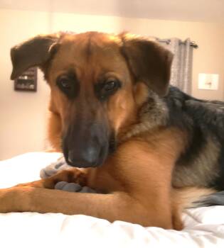 Rescue German Shepherd Dog Dogs for Adoption in Puyallup, Washington - Chestnut | PetCurious