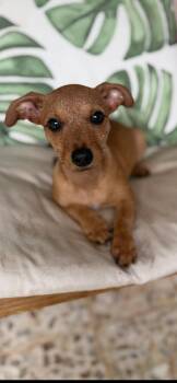 Chihuahua and Rat Terrier Dogs Available for Adoption in Armada, Michigan - Grocery Jazz | PetCurious