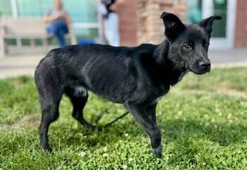 HENRY -  Australian Cattle Dog Blue Heeler and Mixed Breed Dog for Adoption in Pueblo, Colorado - HENRY | PetCurious