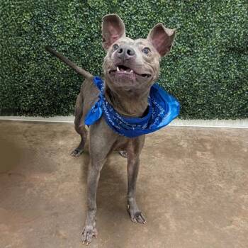 Rescue Terrier Dogs for Adoption in Lexington, Kentucky - Coast | PetCurious