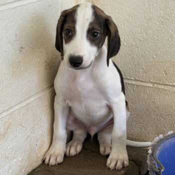 Buster 5831 -  Coonhound Dog for Adoption in Loxahatchee Groves, Florida - Buster 5831 | PetCurious