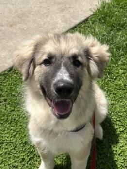 Snake -  Great Pyrenees and Mixed Breed Dog for Adoption in Westland, Michigan - Snake | PetCurious
