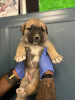 Rescue Presa Canario Dogs for Adoption in Victorville, California - Effie Trinket #1667 (512) ***FOSTER OR RESCUE*** | PetCurious