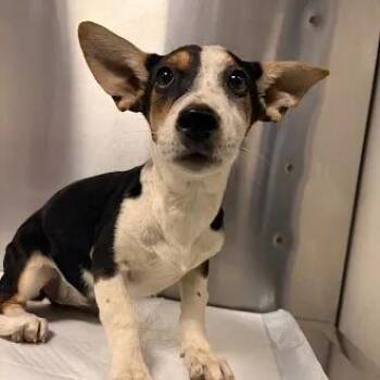 JASMINE -  Corgi and Beagle Dog for Adoption in Atascadero, California - JASMINE | PetCurious